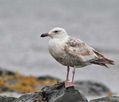 Gråtrut, ssp vega / Vega Gull