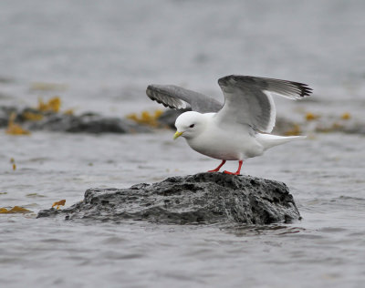 Beringmås / Red-legged Kittiwake