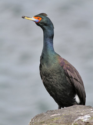 Beringskarv / Red-faced Cormorant
