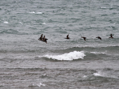 Strömand / Harlequin Duck