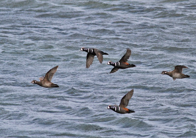 Strömand / Harlequin Duck