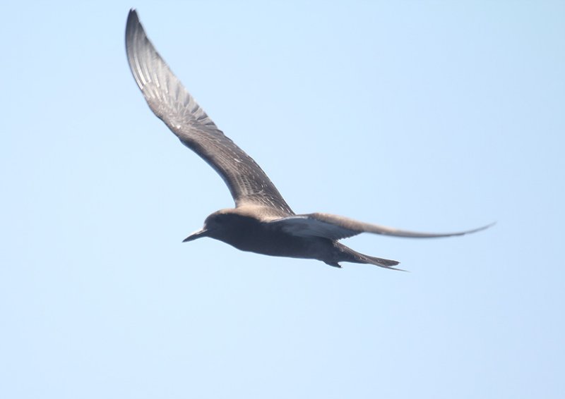 Sooty Tern_8765.JPG