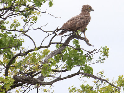 Brown Snake-Eagle_2474.JPG