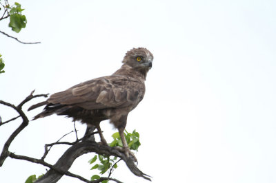 Brown Snake-Eagle_2478.JPG