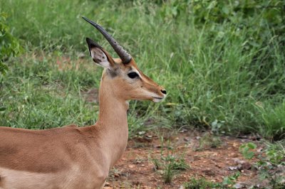 Impala_2485.JPG
