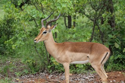 Impala_2489.JPG
