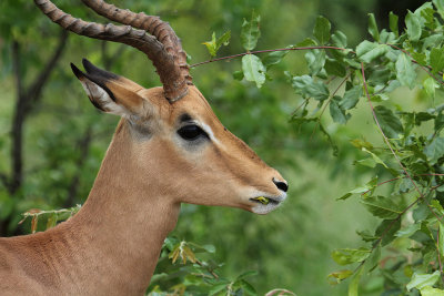 Impala_2493.JPG