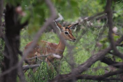 Impala_2495.JPG