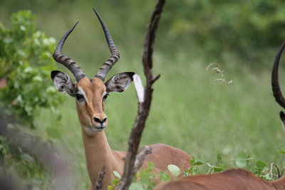 Impala_2498.JPG