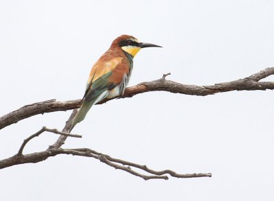 European Bee-eater_2502.JPG