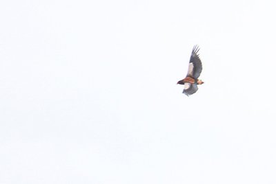 Bateleur_2521.JPG