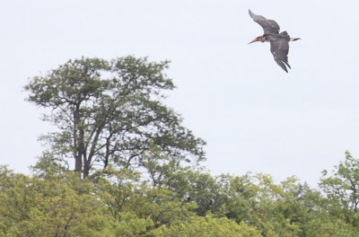 Marabou Stork_2531.JPG