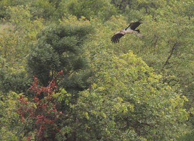 Marabou Stork_2535.JPG