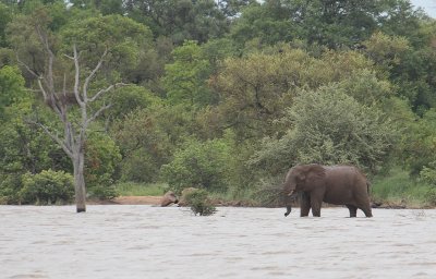 African Elephant_2557.JPG