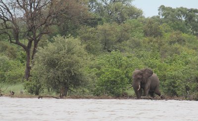 African Elephant_2560.JPG