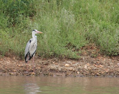Grey Heron_2563.JPG