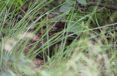 Pygmy Mongoose_2568.JPG