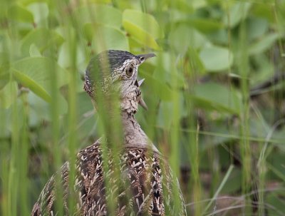 Red-crested Korhaan_2591.JPG