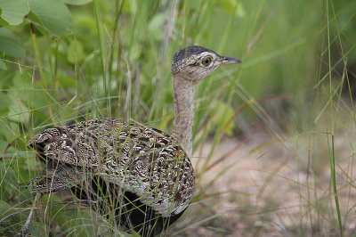 Red-crested Korhaan_2598.JPG