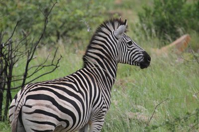 Burchell's Zebra_2615.JPG