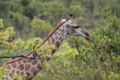 Giraffe_2633.JPG