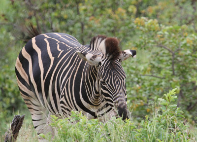 Burchell's Zebra_2636.JPG