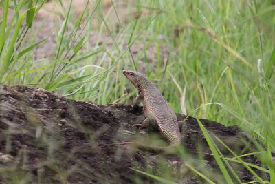 IMG_2640.JPG