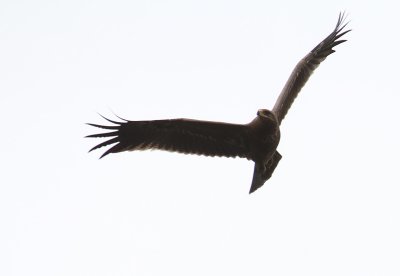 Lesser Spotted Eagle_2644.JPG