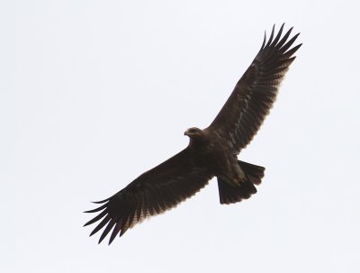Lesser Spotted Eagle_2645.JPG