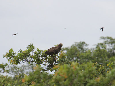 Steppe Eagle_2649.JPG