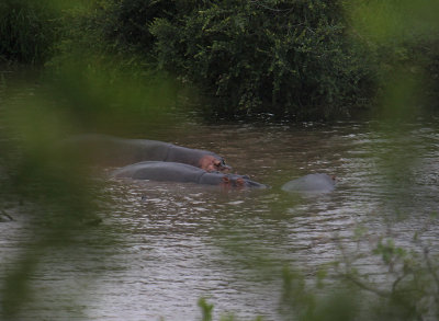 Hippos_2655.JPG