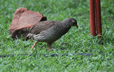 Natal Francolin_2665.JPG