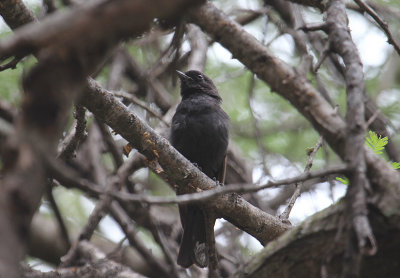 Southern Black Flycatcher_2682.JPG
