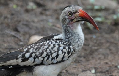 Red-billed Hornbill_2696.JPG