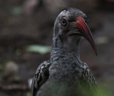 Red-billed Hornbill_2703.JPG