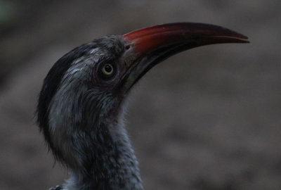 Red-billed Hornbill_2705.JPG
