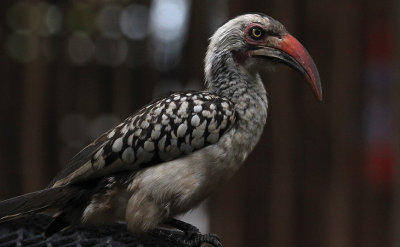 Red-billed Hornbill_2709.JPG