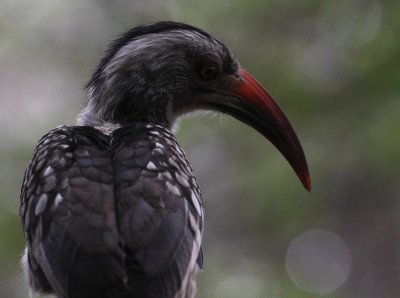 Red-billed Hornbill_2713.JPG
