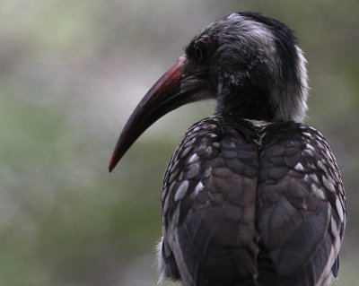 Red-billed Hornbill_2715.JPG