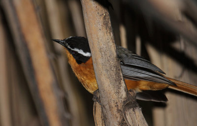 White-browed Robin-Chat_2728.JPG