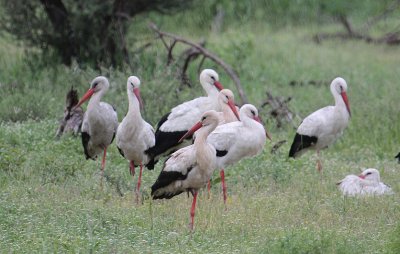 White Storks_2760.JPG
