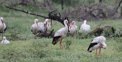 White Storks_2761.JPG
