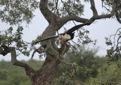 Marabou Stork_2787.JPG