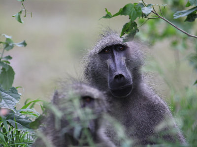 Chacma Baboons_2796.JPG