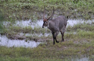 Waterbuck_2815.JPG