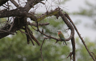 White-fronted Bee-eater_2817.JPG