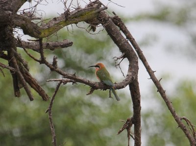 White-fronted Bee-eater_2819.JPG