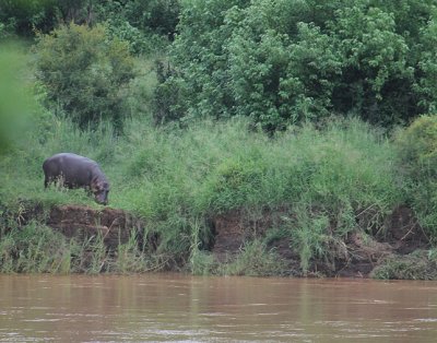 Hippo_2820.JPG