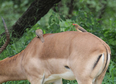 Red-billed Oxpeckers_2826.JPG
