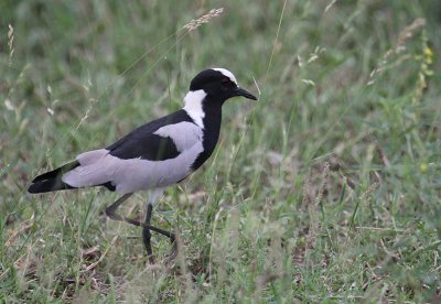 Blacksmith Lapwing_2834.JPG